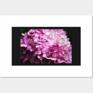 Pink Phlox Posters and Art